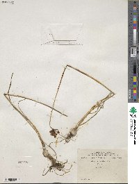 Allium stellatum image