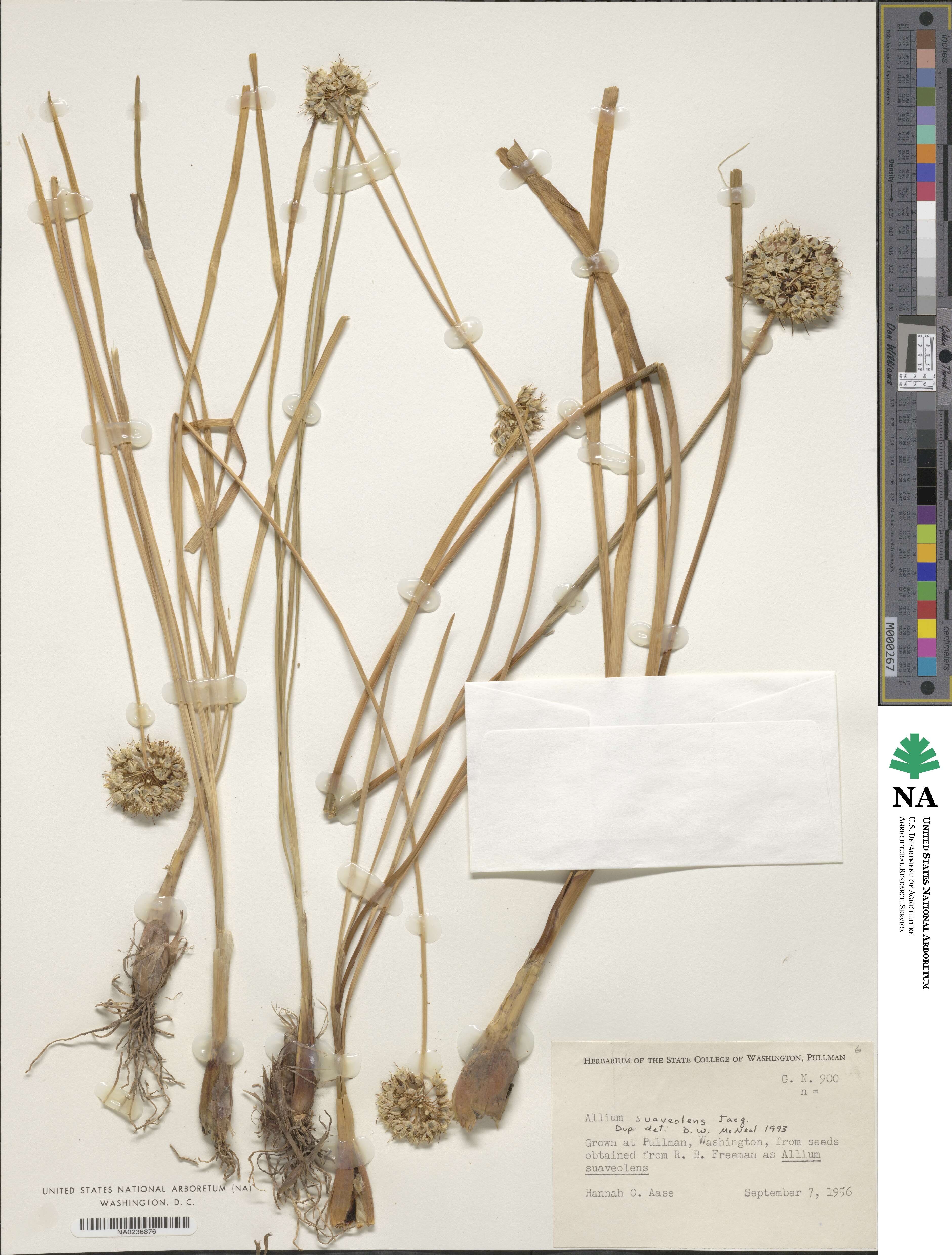 Allium suaveolens image