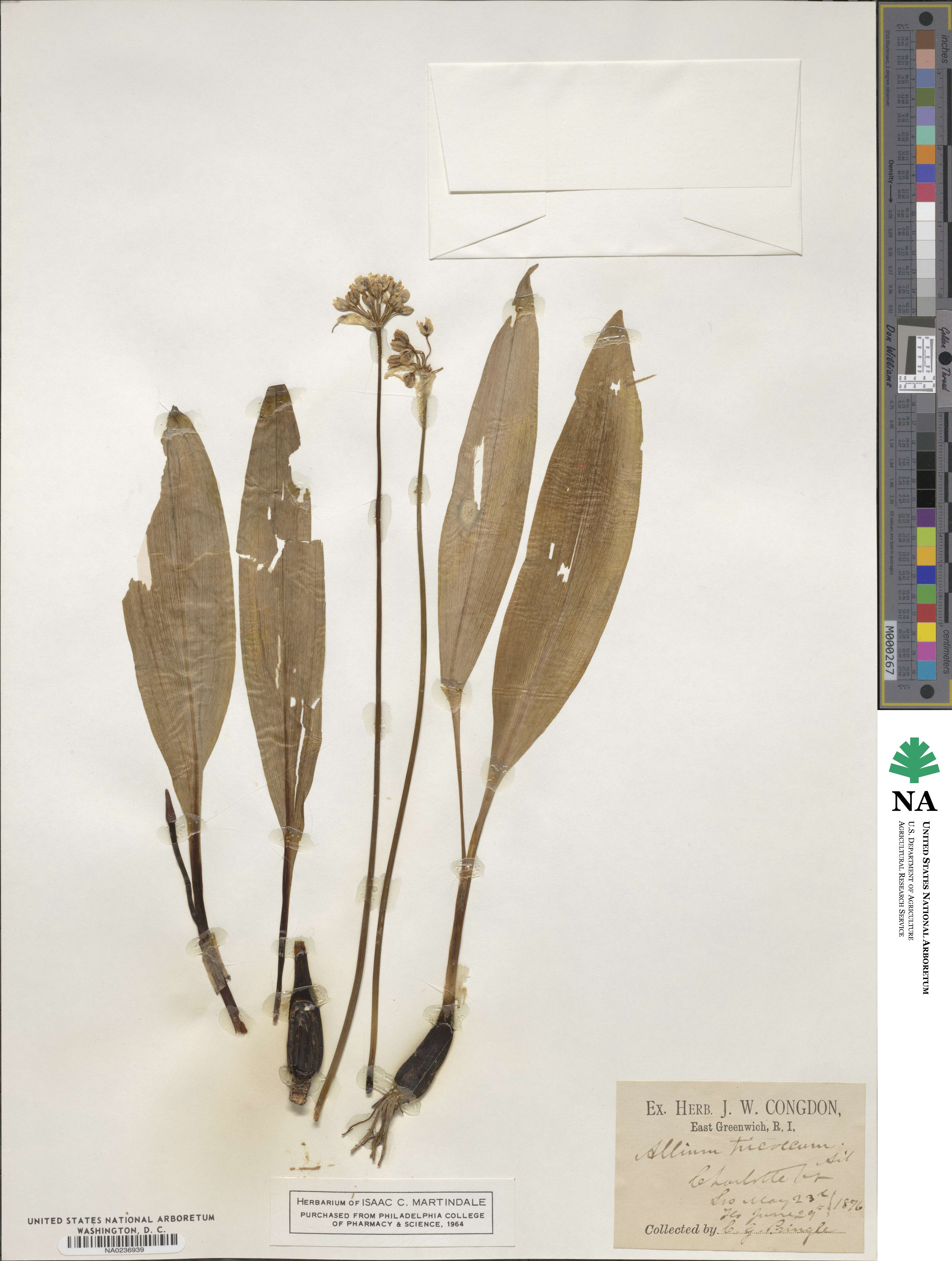 Allium tricoccum image