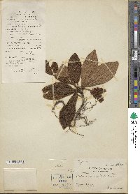 Ardisia mamillata image