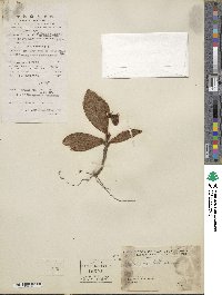 Ardisia mamillata image