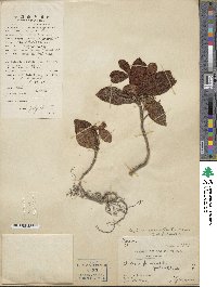 Ardisia mamillata image