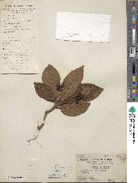 Ardisia mamillata image