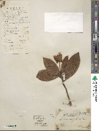 Ardisia mamillata image