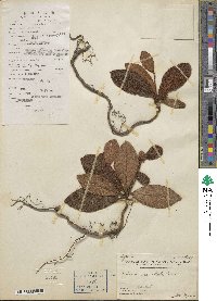 Ardisia mamillata image