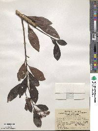 Ardisia obtusa image