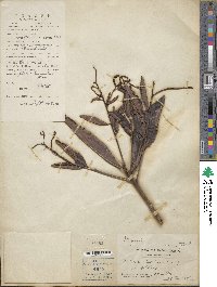 Ardisia obtusa image