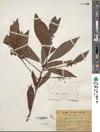 Ardisia punctata image