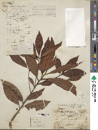 Ardisia punctata image