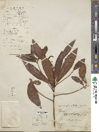 Ardisia punctata image