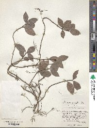 Ardisia pusilla image