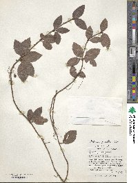 Ardisia pusilla image