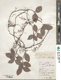 Ardisia pusilla image