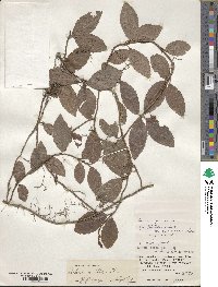 Ardisia pusilla image