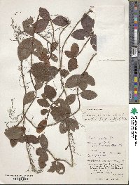 Ardisia pusilla image