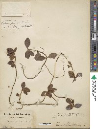 Ardisia pusilla image