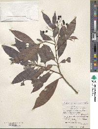 Ardisia quinquegona image