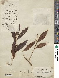 Ardisia quinquegona image