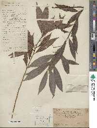 Ardisia quinquegona image