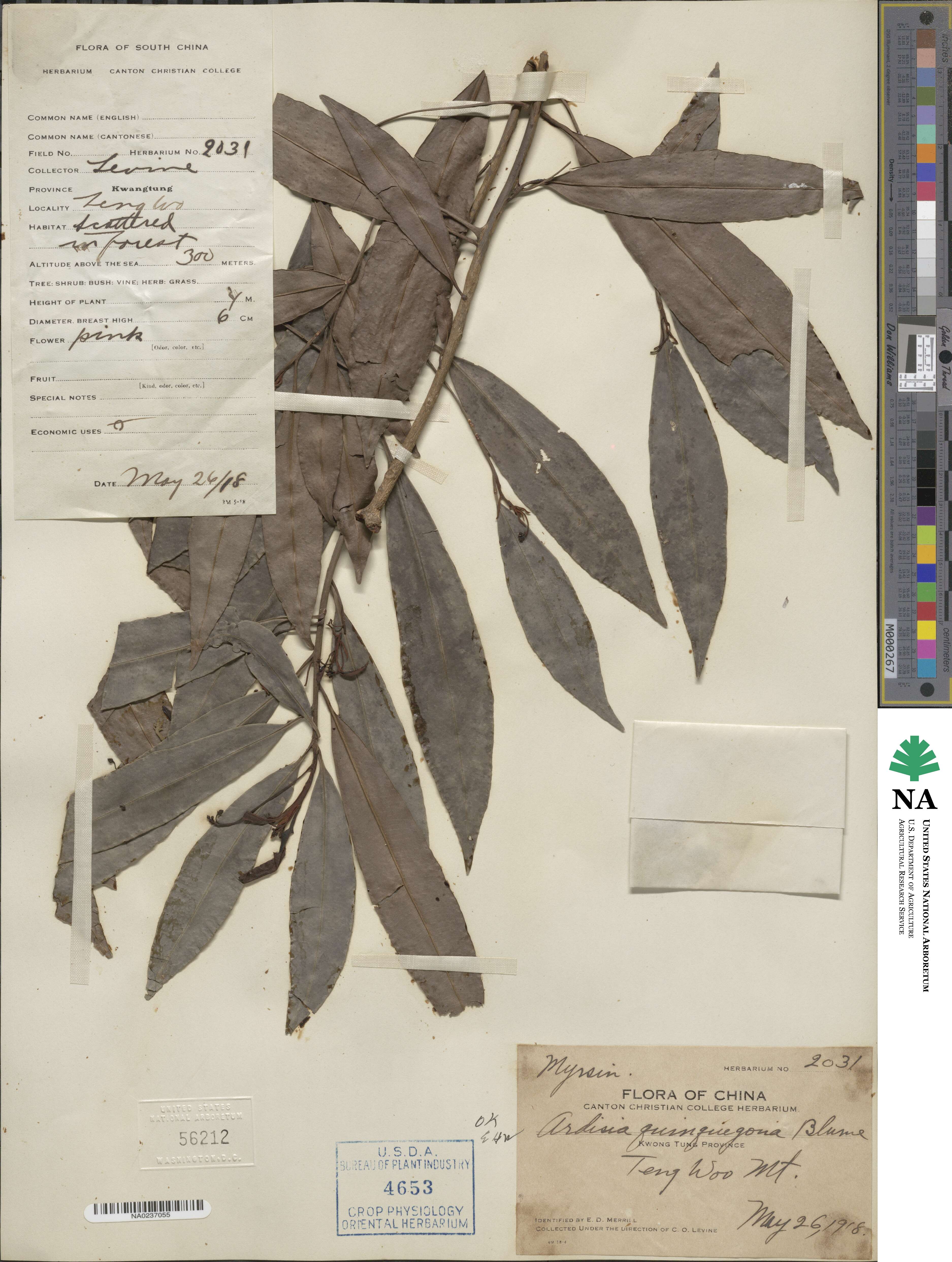 Ardisia quinquegona image