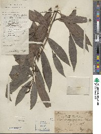 Ardisia quinquegona image