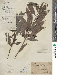 Ardisia quinquegona image