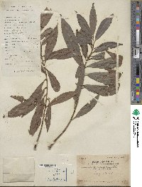 Ardisia quinquegona image