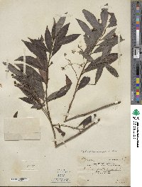 Ardisia quinquegona image