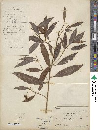 Ardisia quinquegona image