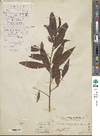 Ardisia quinquegona image