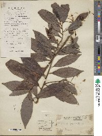 Ardisia quinquegona image