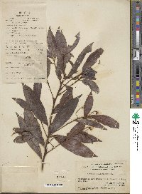 Ardisia quinquegona image