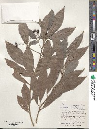 Ardisia quinquegona image