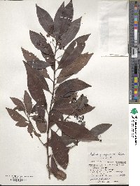 Ardisia quinquegona image