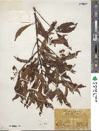 Ardisia quinquegona image