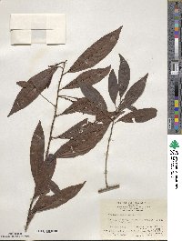 Ardisia quinquegona image