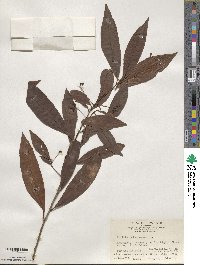 Ardisia quinquegona image