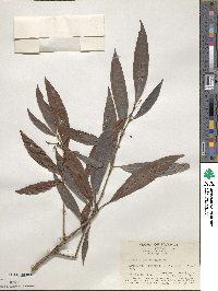 Ardisia quinquegona image