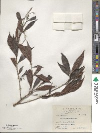 Ardisia quinquegona image