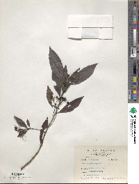 Ardisia quinquegona image