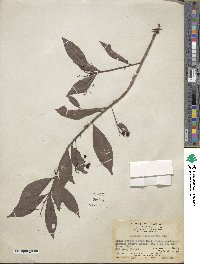 Ardisia quinquegona image