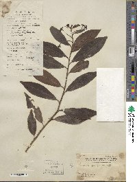 Ardisia quinquegona image