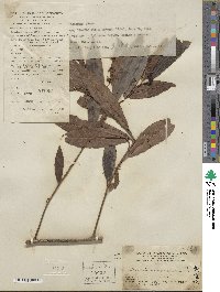 Ardisia quinquegona image