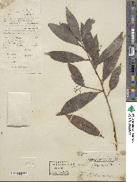 Ardisia quinquegona image