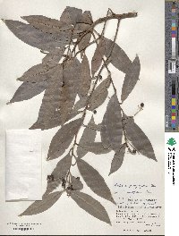 Ardisia quinquegona image