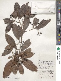 Ardisia quinquegona image