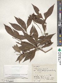 Ardisia quinquegona image