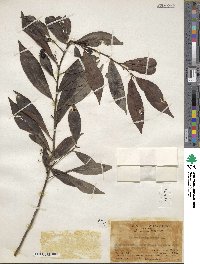 Ardisia quinquegona image