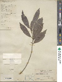 Ardisia quinquegona image