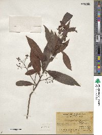 Ardisia quinquegona image